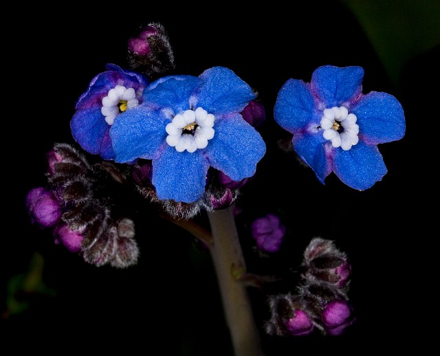 Cynoglossum grande - Hound's Tongue 15-7800_1.jpg